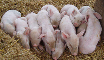 寧波科瑞特入選豬e網(wǎng)2014信得過企業(yè)人氣評選獸藥企業(yè)口碑五十強