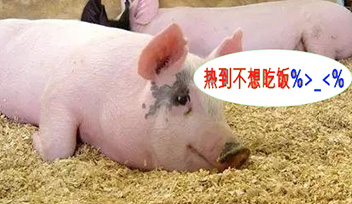 夏季豬群不吃食，找到根本原因才能輕松應(yīng)對！